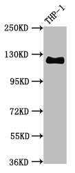 Western Blot; Positive WB detected in THP-1 whole cell lysate; All lanes CD31 antibody at 0.95Âµg/ml; Secondary; Goat polyclonal to rabbit IgG at 1/50000 dilution; Predicted band size: 125 KDa; Observed band size: 125 KDa;