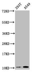 Western Blot; Positive WB detected in: 293T whole cell lysate, A549 whole cell lysate; All lanes: Apolipoprotein A II antibody at 0.87Âµg/ml; Secondary; Goat polyclonal to rabbit IgG at 1/50000 dilution; Predicted band size: 12 KDa; Observed band size: 12 KDa;