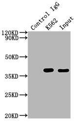 Immunoprecipitating CDK6 in K562 whole cell lysate; ,Lane 1: Rabbit control IgG instead in K562 whole cell lysate.,For western blotting,a HRP-conjugated Protein G antibody was used as the secondary antibody (1/2000); ,Lane 2: RAC07062(2Âµg)+ K562 whole cell lysate(500Âµg); ,Lane 3: K562 whole cell lysate (10Âµg);