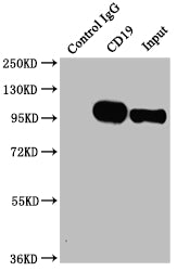 Immunoprecipitating CD19 in Raji whole cell lysate; , Lane 1: Rabbit control IgG instead in Raji whole cell lysate., For western blotting,a HRP-conjugated Protein G antibody was used as the secondary antibody (1/2000); , Lane 2: RAC07065(2Âµg)+ Raji whole cell lysate(500Âµg); , Lane 3: Raji whole cell lysate (10Âµg);