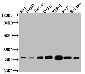 Western Blot; Positive WB detected in: 293 whole cell lysate, HepG2 whole cell lysate, Jurkat whole cell lysate, U-937 whole cell lysate, THP-1 whole cell lysate, Raji whole cell lysate, Mouse Spleen whole cell lysate; All lanes: Bcl-2 antibody at 1:1000; Secondary; Goat polyclonal to rabbit IgG at 1/50000 dilution; Predicted band size: 27, 23 kDa; Observed band size: 27 kDa;