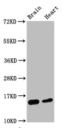 Western Blot; Positive WB detected in Mouse brain tissue,Mouse heart tissue; All lanes Di-methyl-Histone H3.1(K4)antibody at 0.55ug/ml; Secondary; Goat polyclonal to rabbit IgG at 1/50000 dilution; Predicted band size: 15 KDa; Observed band size: 15 Kda