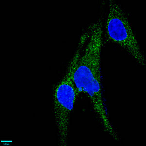 Immunofluorescence staining of U251 cells with RAC07076 at 1:37,counter-stained with DAPI. The cells were fixed in 4% formaldehyde, permeabilized using 0.2% Triton X-100 and blocked in 10% normal Goat Serum. The cells were then incubated with the antibody overnight at 4?.The secondary antibody was Alexa Fluor 488-congugated AffiniPure Goat Anti-Rabbit IgG (H+L).