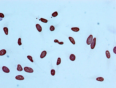 Immunocytochemistry analysis of RAC07080 diluted at 1:100 and staining in Hela cells performed on a Leica BondTM system. After dewaxing and hydration, antigen retrieval was mediated by high pressure in a citrate buffer (pH 6.0). Section was blocked with 10% normal goat serum 30min at RT. Then primary antibody (1% BSA) was incubated at 4? overnight. The primary is detected by a biotinylated secondary antibody and visualized using an HRP conjugated SP system.