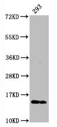 Western Blot; Positive WB detected in:293 whole cell lysate; All lanes:Phospho-Histone H2AX (S139) antibody at 0.23ug/ml; Secondary; Goat polyclonal to rabbit IgG at 1/50000 dilution; Predicted band size: 15 KDa; Observed band size: 15 KDa