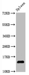 Western Blot; Positive WB detected in Mouse spleen tissueAll lanes Hydroxyl-Histone H2A type 1-B/E (Y39) antibody at 1.05ug/ml; Secondary; Goat polyclonal to rabbit IgG at 1/50000 dilution; Predicted band size: 14 KDa; Observed band size: 14 Kda