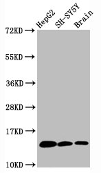 Western Blot; Positive WB detected in HepG2 whole cell lysate H-SY5Y whole cell lysate at brain tissue; All lanes Mono-methyl-Histone H3.1(K36)antibody at 0.6ug/ml; Secondary; Goat polyclonal to rabbit IgG at 1/50000 dilution; Predicted band size: 15 KDa; Observed band size: 15 KDa