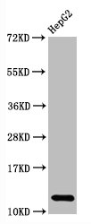 Western Blot; Positive WB detected in HepG2 whole cell lysate; All lanes Histone H2A type 1-B/E antibody at 2.7ug/ml; Secondary; Goat polyclonal to rabbit IgG at 1/50000 dilution; Predicted band size: 13 KDa; Observed band size: 13 Kda