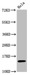 Western Blot; Positive WB detected in:Hela whole cell lysate treated by 15mM sodium butyrate for 30min; All lanes:Acetyl-Histone H3.1(K56)antibody at 0.7ug/ml; Secondary; Goat polyclonal to rabbit IgG at 1/50000 dilution; Predicted band size: 15 KDa; Observed band size: 15 KDa
