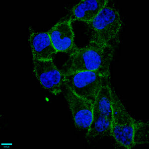 Immunofluorescence staining of Hela cells with RAC07110 at 1:87.5,counter-stained with DAPI. The cells were fixed in 4% formaldehyde, permeabilized using 0.2% Triton X-100 and blocked in 10% normal Goat Serum. The cells were then incubated with the antibody overnight at 4?.The secondary antibody was Alexa Fluor 488-congugated AffiniPure Goat Anti-Rabbit IgG (H+L).