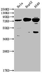 Western Blot; Positive WB detected in: Hela whole cell lysate, HepG2 whole cell lysate, A549 whole cell lysate; All lanes: HTR2C antibody at 1:2000; Secondary; Goat polyclonal to rabbit IgG at 1/50000 dilution; Predicted band size: 52, 29 kDa; Observed band size: 75 kDa
