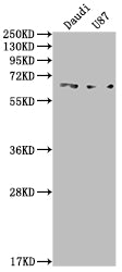 Western Blot; Positive WB detected in: Daudi whole cell lysate, U87 whole cell lysate; All lanes: ACVRL1 antibody at 1:2000; Secondary; Goat polyclonal to rabbit IgG at 1/50000 dilution; Predicted band size: 57 kDa; Observed band size: 65 kDa