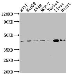 Western Blot; Positive WB detected in: 293T whole cell lysate, HepG2 whole cell lysate, A549 whole cell lysate, MCF-7 whole cell lysate, Jurkat whole cell lysate, Mouse liver tissue, Mouse heart tissue; All lanes: AGTR2 antibody at 1:2000; Secondary; Goat polyclonal to rabbit IgG at 1/50000 dilution; Predicted band size: 42 kDa; Observed band size: 42 kDa