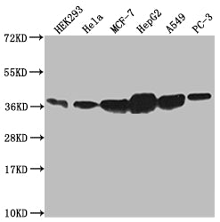 Western Blot; Positive WB detected in: HEK293 whole cell lysate, Hela whole cell lysate, MCF-7 whole cell lysate, HepG2 whole cell lysate, A549 whole cell lysate, PC3 whole cell lysate; All lanes: ANXA2 antibody at 1:1000; Secondary; Goat polyclonal to rabbit IgG at 1/50000 dilution; Predicted band size: 39, 41 kDa; Observed band size: 36-45 kDa