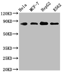 Western Blot; Positive WB detected in: Hela whole cell lysate, MCF-7 whole cell lysate, HepG2 whole cell lysate, K562 whole cell lysate; All lanes: ARNT antibody at 1.83ug/ml; Secondary; Goat polyclonal to rabbit IgG at 1/50000 dilution; Predicted band size: 87, 85, 86 KDa; Observed band size: 87 KDa
