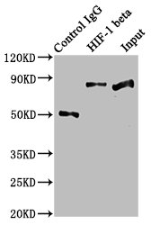 Immunoprecipitating HIF-1 beta in Hela whole cell lysate; Lane 1: Rabbit control IgG instead of RAC07156 in Hela whole cell lysate.For western blotting, a HRP-conjugated Protein G antibody was used as the secondary antibody (1/2000); Lane 2: RAC07156 (3ug) + Hela whole cell lysate (500ug); Lane 3: Hela whole cell lysate (20ug)