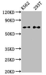 Western Blot; Positive WB detected in: K562 whole cell lysate, 293T whole cell lysate; All lanes: ATF2 antibody at 1.2ug/ml; Secondary; Goat polyclonal to rabbit IgG at 1/50000 dilution; Predicted band size: 55, 36, 24, 49, 53, 14, 25, 16 KDa; Observed band size: 70 KDa