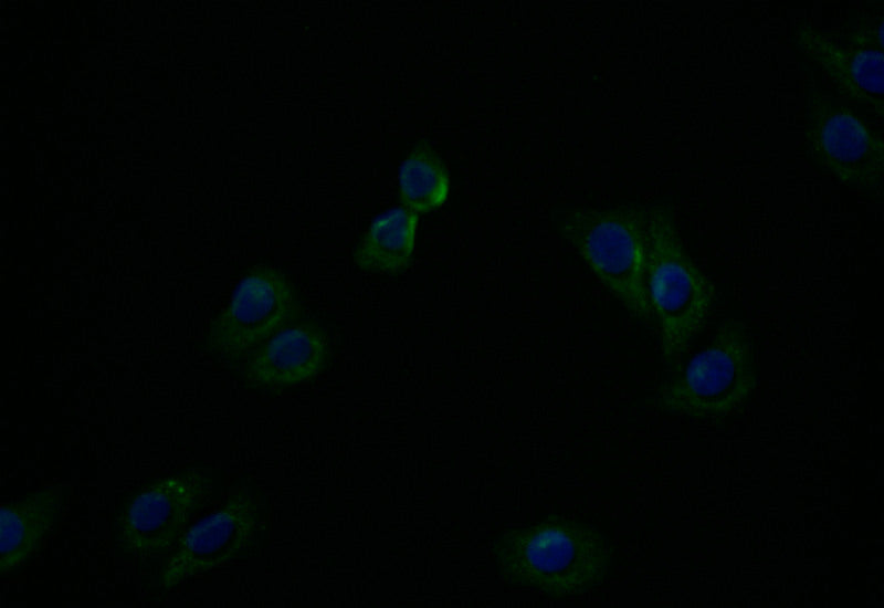 Immunofluorescence staining of HepG2 with RAC07166 at 1:20, counter-stained with DAPI. The cells were fixed in 4% formaldehyde and blocked in 10% normal Goat Serum. The cells were then incubated with the antibody overnight at 4Â°C. The secondary antibody was Alexa Fluor 494-congugated AffiniPure Goat Anti-Rabbit IgG(H+L).