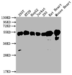Western Blot; Positive WB detected in: 293T whole cell lysate, HT29 whole cell lysate, HepG2 whole cell lysate, Jurkat whole cell lysate, 293 whole cell lysate, Rat Heart tissue, Mouse Heart tissue; All lanes: ATP5F1B antibody at 1:2000; Secondary; Goat polyclonal to rabbit IgG at 1/50000 dilution; Predicted band size: 57 kDa; Observed band size: 57 kDa