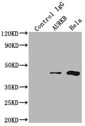 Immunoprecipitating AURKB in Hela whole cell lysate; Lane 1: Rabbit control IgG instead of RAC07169 in Hela whole cell lysate.For western blotting,a HRP-conjugated Protein G antibody was used as the secondary antibody (1/2000); Lane 2: RAC07169(2ug)+ Hela whole cell lysate(500ug); Lane 3: Hela whole cell lysate (10ug)