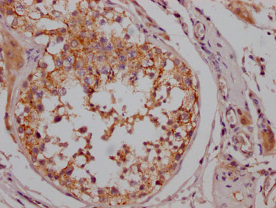 IHC image of RAC07171 diluted at 1:100 and staining in paraffin-embedded human testis tissue performed on a Leica BondTM system. After dewaxing and hydration, antigen retrieval was mediated by high pressure in a citrate buffer (pH 6.0). Section was blocked with 10% normal goat serum 30min at RT. Then primary antibody (1% BSA) was incubated at 4? overnight. The primary is detected by a Goat anti-rabbit IgG polymer labeled by HRP and visualized using 0.05% DAB.