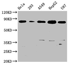 Western Blot; Positive WB detected in: Hela whole cell lysate, 293 whole cell lysate, A549 whole cell lysate, HepG2 whole cell lysate, U87 whole cell lysate; All lanes: BAG3 antibody at 0.73ug/ml; Secondary; Goat polyclonal to rabbit IgG at 1/50000 dilution; Predicted band size: 62 KDa; Observed band size: 80 KDa
