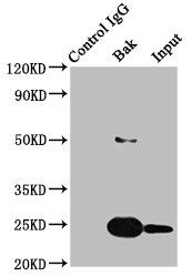 Immunoprecipitating BAK1 in HEK293 whole cell lysate; Lane 1: Rabbit control IgG instead of RAC07174 in HEK293 whole cell lysate.For western blotting, a HRP-conjugated Protein G antibody was used as the secondary antibody (1/2000); Lane 2: RAC07174 (3ug) + HEK293 whole cell lysate (500ug); Lane 3: HEK293 whole cell lysate (20ug)