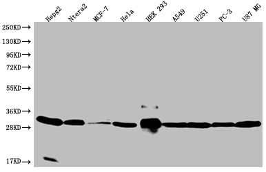 Western Blot; Positive WB detected in: HepG2 whole cell lysate, Ntera-2 whole cell lysate, MCF-7 whole cell lysate, Hela whole cell lysate, HEK293 whole cell lysate, A549 whole cell lysate, U251 whole cell lysate, PC3 whole cell lysate, U87 whole cell lysate; All lanes: BCAP31 antibody at 1:2000; Secondary; Goat polyclonal to rabbit IgG at 1/50000 dilution; Predicted band size: 28, 35 kDa; Observed band size: 28-36 kDa