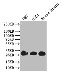 Western Blot; Positive WB detected in: U87 whole cell lysate, U251 whole cell lysate, Mouse Brain tissue lysate; All lanes: BDNF antibody at 1:1000; Secondary; Goat polyclonal to rabbit IgG at 1/50000 dilution; Predicted band size: 28 kDa; Observed band size: 28 kDa
