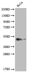 Western Blot; Positive WB detected in: Hela whole cell lysate; All lanes: BMP4 antibody at 1:2000; Secondary; Goat polyclonal to rabbit IgG at 1/50000 dilution; Predicted band size: 47 kDa; Observed band size: 36-55 kDa