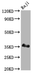 Western Blot; Positive WB detected in: Raji whole cell lysate; All lanes: BOB1 antibody at 1:2000; Secondary; Goat polyclonal to rabbit IgG at 1/50000 dilution; Predicted band size: 28 kDa; Observed band size: 35 kDa