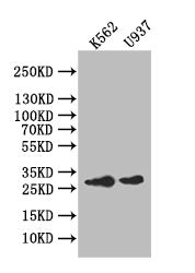 Western Blot; Positive WB detected in: K562 whole cell lysate,U937 whole cell lysate; All lanes: Ikaros antibody at 1:1000; Secondary; Goat polyclonal to rabbit IgG at 1/50000 dilution; Predicted band size: 28 kDa; Observed band size: 28 kDa
