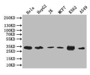 Western Blot; Positive WB detected in: Hela whole cell lysate, HepG2 whole cell lysate, JK whole cell lysate, MCF7 whole cell lysate, K562 whole cell lysate, A549 whole cell lysate; All lanes: Caspase 3 antibody at 1:1000; Secondary; Goat polyclonal to rabbit IgG at 1/50000 dilution; Predicted band size: 32 kDa; Observed band size: 32 kDa
