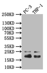 Western Blot; Positive WB detected in: THP-1 whole cell lysate; All lanes: Caveolin-1 antibody at 1:1000; Secondary; Goat polyclonal to rabbit IgG at 1/50000 dilution; Predicted band size: 20 kDa; Observed band size: 20 kDa