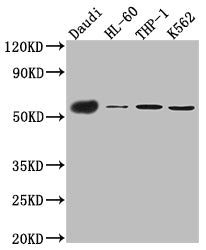 Western Blot; Positive WB detected in: Daudi whole cell lysate, HL-60 whole cell lysate, THP-1 cell lysate, K562 cell lysate; All lanes: CD27 antibody at 1:1000; Secondary; Goat polyclonal to rabbit IgG at 1/50000 dilution; Predicted band size: 30 kDa; Observed band size: 55 kDa