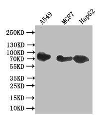 Western Blot; Positive WB detected in: A549 whole cell lysate, MCF7 whole cell lysate, HepG2 whole cell lysate; All lanes: CD44 antibody at 1:1000; Secondary; Goat polyclonal to rabbit IgG at 1/50000 dilution; Predicted band size: 81 kDa; Observed band size: 81 kDa