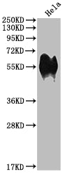 Western Blot; Positive WB detected in: Hela whole cell lysate; All lanes: CD46 antibody at 1:1000; Secondary; Goat polyclonal to rabbit IgG at 1/50000 dilution; Predicted band size: 44, 45, 43, 41, 42, 40, 37 kDa; Observed band size: 56 kDa