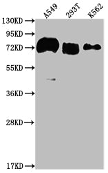 Western Blot; Positive WB detected in: A549 whole cell lysate, 293T whole cell lysate, K562 whole cell lysate; All lanes: CD55 antibody at 1:2000; Secondary; Goat polyclonal to rabbit IgG at 1/50000 dilution; Predicted band size: 42, 49, 40, 57, 60 kDa; Observed band size: 70 kDa