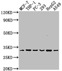 Western Blot; Positive WB detected in: MCF-7 whole cell lysate, THP-1 whole cell lysate, PC-3 whole cell lysate, 293 whole cell lysate, HepG2 whole cell lysate, A549 whole cell lysate; All lanes: CD8A antibody at 1:2000; Secondary; Goat polyclonal to rabbit IgG at 1/50000 dilution; Predicted band size: 26, 22, 31 kDa; Observed band size: 31 kDa