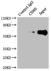 Immunoprecipitating CD80 in Raji whole cell lysate; Lane 1: Rabbit control IgG instead of RAC07232 in Raji whole cell lysate.For western blotting,a HRP-conjugated Protein G antibody was used as the secondary antibody (1/2000); Lane 2: RAC07232(2ug)+ Raji whole cell lysate(500ug); Lane 3: Raji whole cell lysate (10ug)