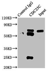 Immunoprecipitating CDC25C in HEK293 whole cell lysate; Lane 1: Rabbit control IgG instead of RAC07234 in HEK293 whole cell lysate.For western blotting, a HRP-conjugated Protein G antibody was used as the secondary antibody (1/2000); Lane 2: RAC07234 (3ug) + HEK293 whole cell lysate (500ug); Lane 3: HEK293 whole cell lysate (20ug)