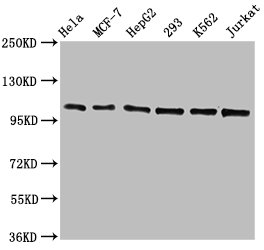 Western Blot; Positive WB detected in: Hela whole cell lysate, MCF-7 whole cell lysate, HepG2 whole cell lysate, 293 whole cell lysate, K562 whole cell lysate, Jurkat whole cell lysate; All lanes: CDC5L antibody at 1.3ug/ml; Secondary; Goat polyclonal to rabbit IgG at 1/50000 dilution; Predicted band size: 93 KDa; Observed band size: 100 KDa