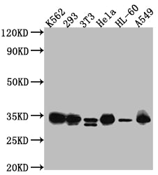 Western Blot; Positive WB detected in: K562 whole cell lysate, HEK293 whole cell lysate, NIH/3T3 whole cell lysate, Hela whole cell lysate, HL-60 whole cell lysate, A549 whole cell lysate; All lanes: CDK2 antibody at 1:1000; Secondary; Goat polyclonal to rabbit IgG at 1/50000 dilution; Predicted band size: 34, 31 kDa; Observed band size: 34 kDa