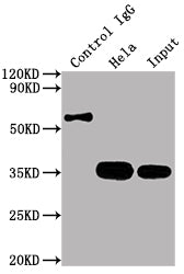 Immunoprecipitating CDK4 in Hela whole cell lysate; Lane 1: Rabbit control IgG instead of RAC07239 in Hela whole cell lysate.For western blotting,a HRP-conjugated Protein G antibody was used as the secondary antibody (1/1500); Lane 2:RAC07239(2ug)+ Hela whole cell lysate(500ug); Lane 3: Hela whole cell lysate (10ug)