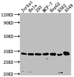 Western Blot; Positive WB detected in: Jurkat whole cell lysate, Hela whole cell lysate, 293 whole cell lysate, MCF-7 whole cell lysate, HepG2 whole cell lysate, K562 whole cell lysate, A549 whole cell lysate; All lanes: CDK4 antibody at 1:1500; Secondary; Goat polyclonal to rabbit IgG at 1/50000 dilution; Predicted band size: 34, 21 kDa; Observed band size: 34 kDa