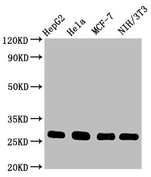 Western Blot; Positive WB detected in: HepG2 whole cell lysate, Hela whole cell lysate, MCF-7 whole cell lysate, NIH/3T3 whole cell lysate; All lanes: CDKN1B antibody at 0.9ug/ml; Secondary; Goat polyclonal to rabbit IgG at 1/50000 dilution; Predicted band size: 23 KDa; Observed band size: 27 KDa