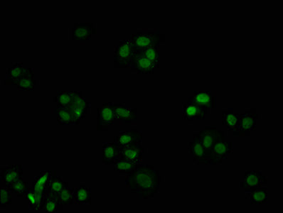 Immunofluorescence staining of HepG2 cells with RAC07241 at 1:32.5, counter-stained with DAPI. The cells were fixed in 4% formaldehyde, permeabilized using 0.2% Triton X-100 and blocked in 10% normal Goat Serum. The cells were then incubated with the antibody overnight at 4?. The secondary antibody was Alexa Fluor 488-congugated AffiniPure Goat Anti-Rabbit IgG (H+L).