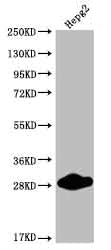 Western Blot; Positive WB detected in: HepG2 whole cell lysate; All lanes: CDX1 antibody at 1:2000; Secondary; Goat polyclonal to rabbit IgG at 1/50000 dilution; Predicted band size: 29, 15 kDa; Observed band size: 25-30 kDa