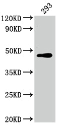 Western Blot; Positive WB detected in: 293 whole cell lysate; All lanes: JUN antibody at 1:2000; Secondary; Goat polyclonal to rabbit IgG at 1/50000 dilution; Predicted band size: 36 kDa; Observed band size: 43 kDa