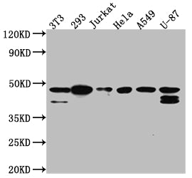 Western Blot; Positive WB detected in: NIH/3T3 whole cell lysate, 293 whole cell lysate, Jurkat whole cell lysate, Hela whole cell lysate, A549 whole cell lysate, U-87 whole cell lysate; All lanes: CKII alpha antibody at 1:1000; Secondary; Goat polyclonal to rabbit IgG at 1/50000 dilution; Predicted band size: 46, 30 kDa; Observed band size: 45 kDa